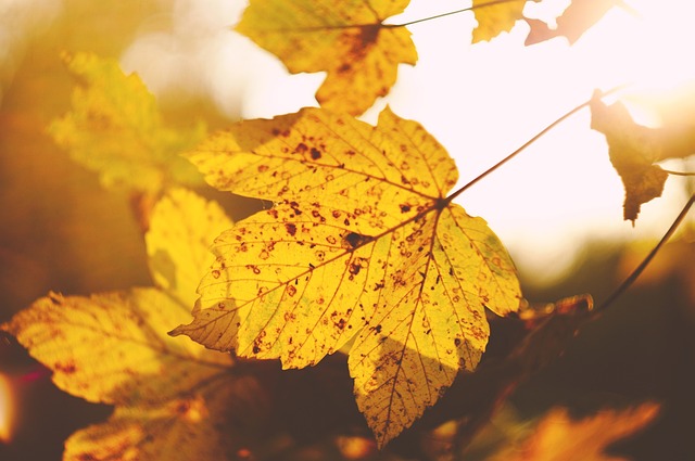 Free Leaf Autumn photo and picture