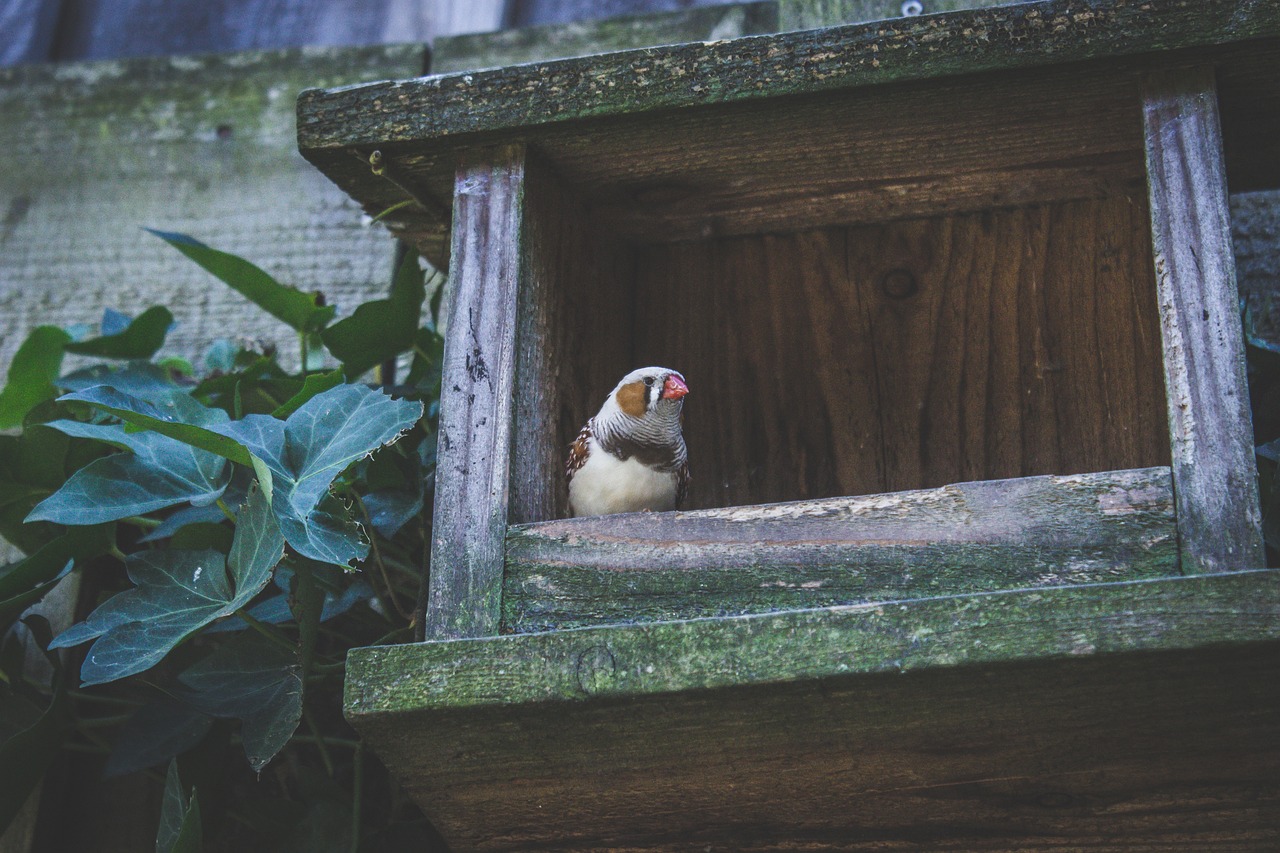 Picture of Wall Wood Cage - Free photo on Pixabay - Pixabay