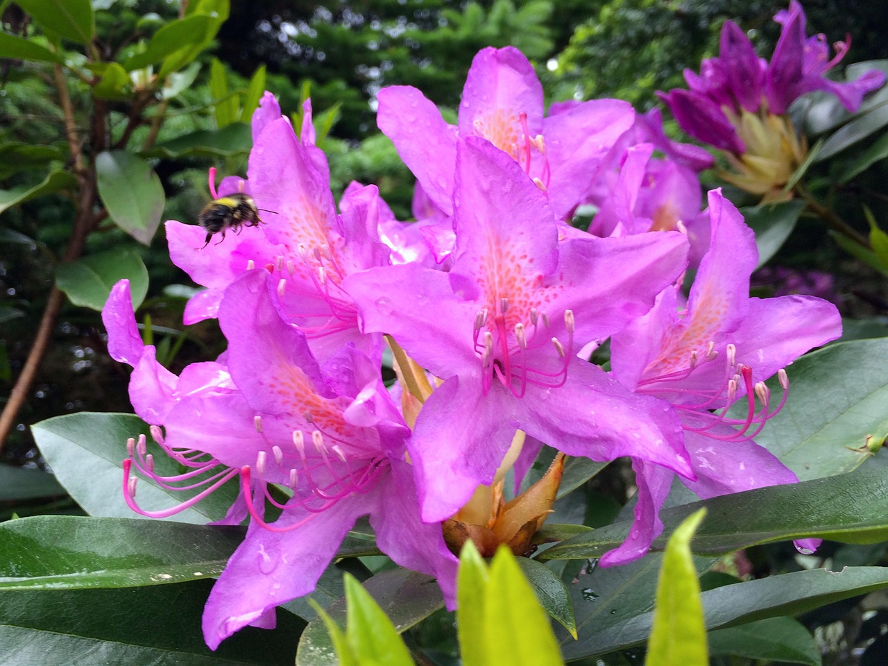 花 雨 新鮮な - Pixabayの無料写真 - Pixabay