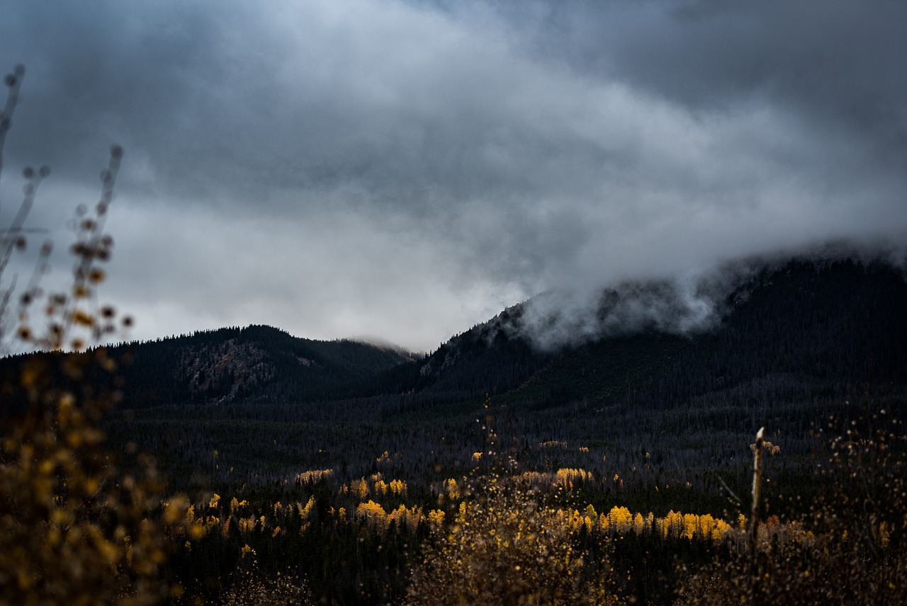 Trees - free online jigsaw puzzle photo