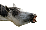 mold, horse, love for animals