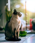 house, cat, kitten