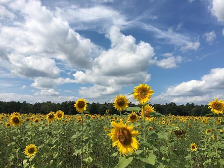 Solsikke, Smukke Blomster, Blomst