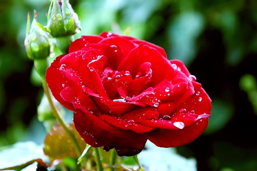 Free Red Rose Flower photo and picture