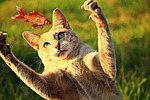 cat, fish, prey
