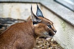 desert lynx, karakal, caracal caracal