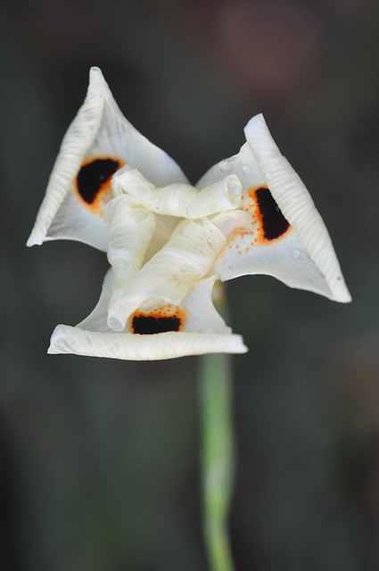 Singapur, Botanická Zahrada