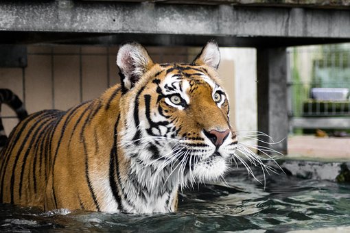 Tigre, Predador, Gato Grande