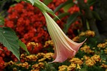 angel trumpet, flower, plant