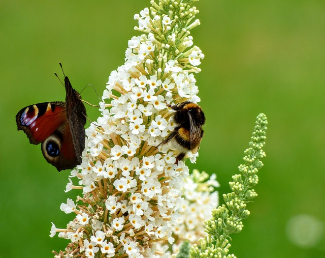 Free Bee Butterfly photo and picture