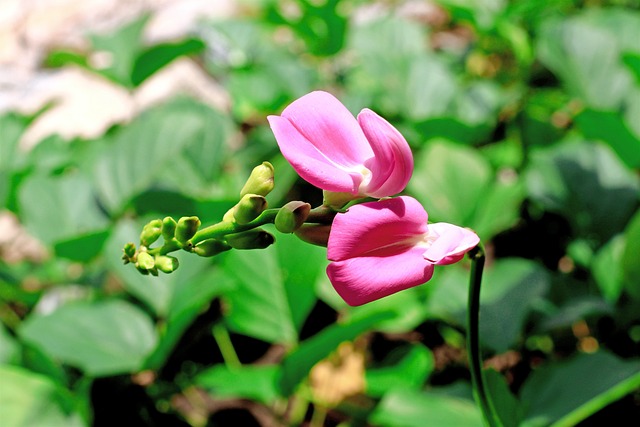 Wilde Bloemen, Paarse Bloemen, Natuur