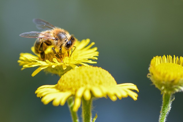 Forage For Insects 4,000+ Free Forage & Nature Images - Pixabay