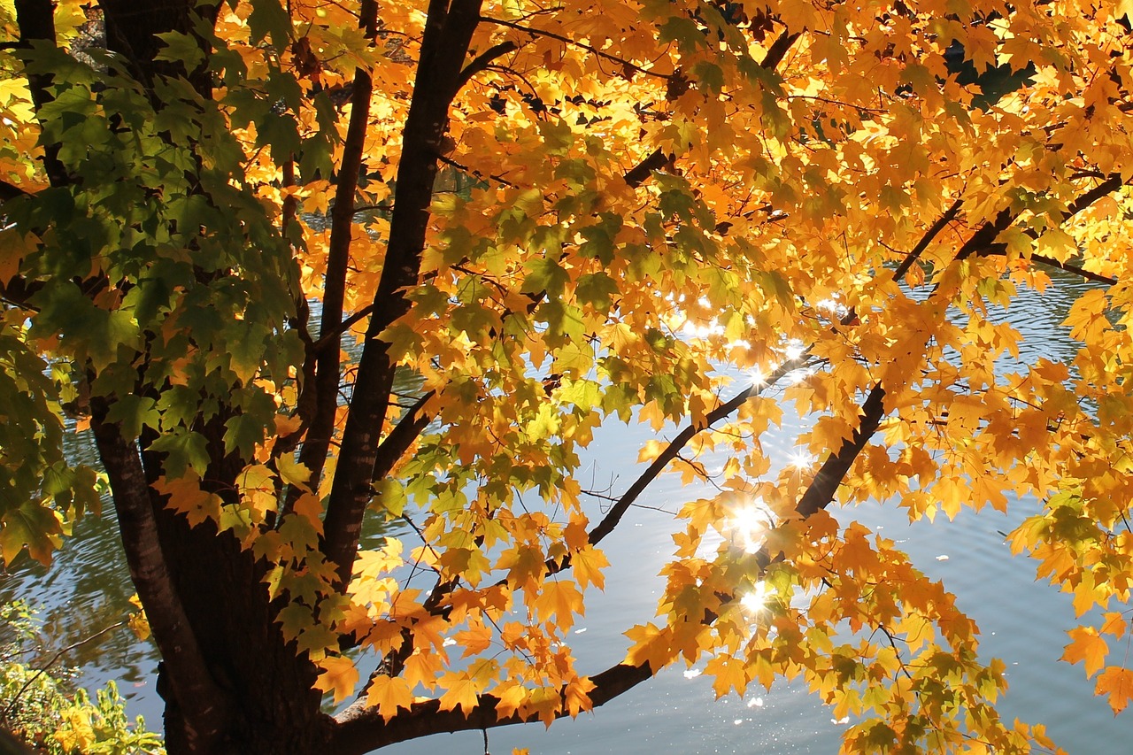 Árbol Sale De Amarillo Foto gratis en Pixabay Pixabay