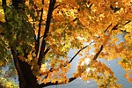 tree, leaves, yellow