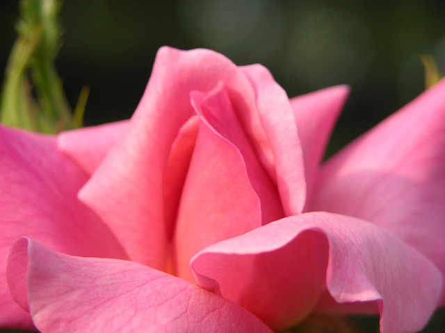 Free Rose Flower Background photo and picture