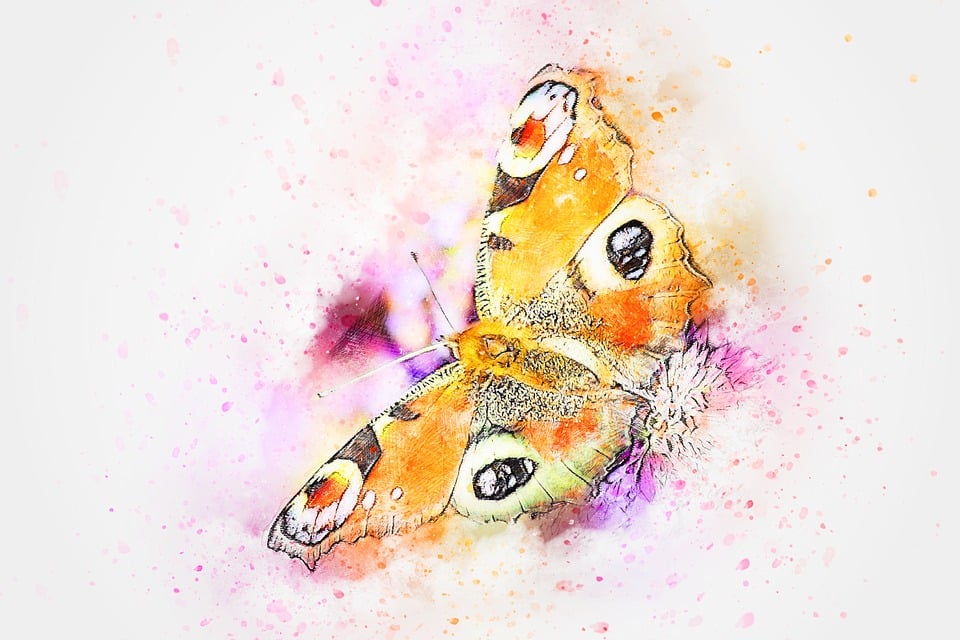 Free illustrations of Butterfly