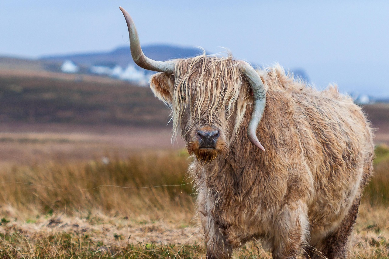 Animal - free online jigsaw puzzle photo