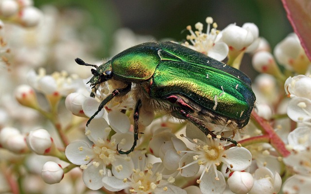 Clean Insect Bilder Insect Nature - Free photo on Pixabay - Pixabay