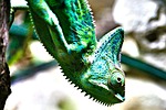 chameleon, yemen, terrarium