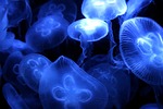 jellyfish, sea, diving