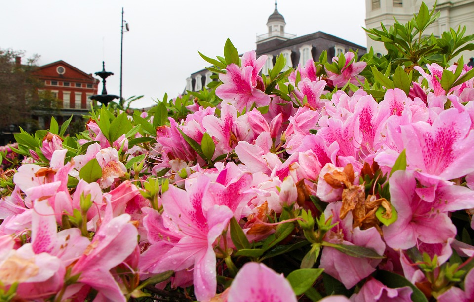 Flowers New Orleans Colorful Free photo on Pixabay Pixabay
