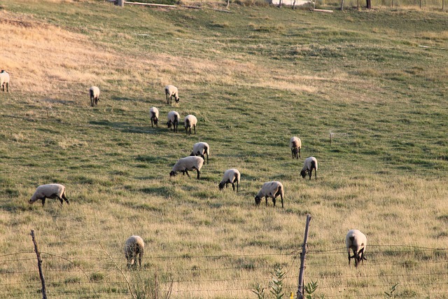 Free Sheep Animal photo and picture