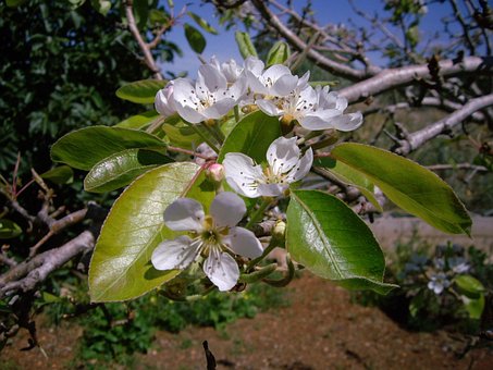 Blomst, Hvid Blomst, Natur, Hvid, Plante