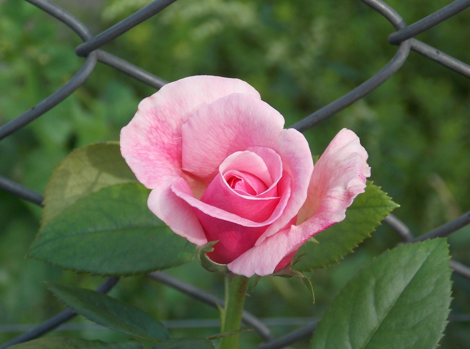 Phota Roes Roos Roze Rozen - Free photo on Pixabay