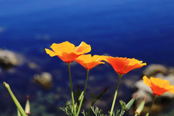 California Poppy Top Pink