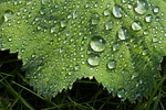 alchemilla mollis, ladies mantel, raindrops