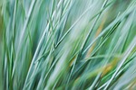 nature, grass, sway