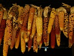 food, crop, harvest
