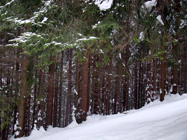 Free Forest Winter photo and picture