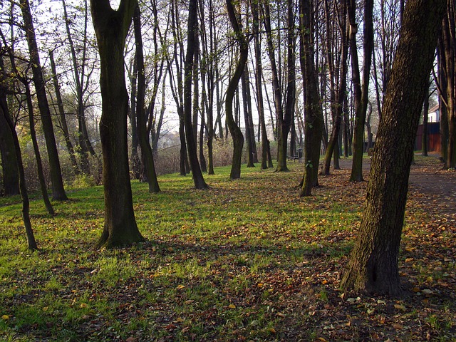 Free Park Autumn photo and picture