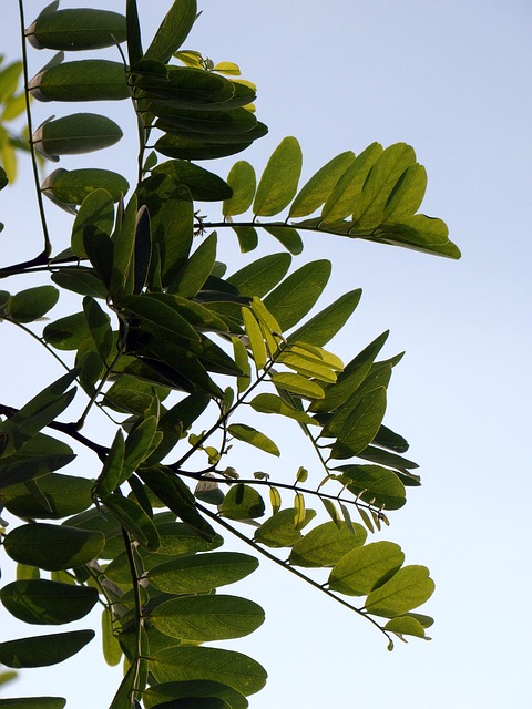 树叶 树枝 植物 - Pixabay上的免费照片 - Pixabay