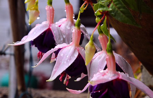 Free Hollyhock Flowers photo and picture