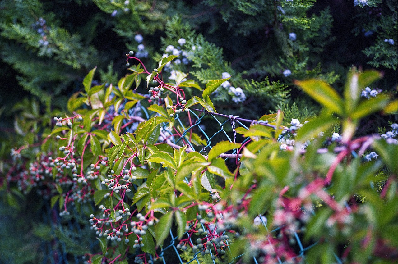 Virginia Creeper Woodbine Free photo on Pixabay Pixabay