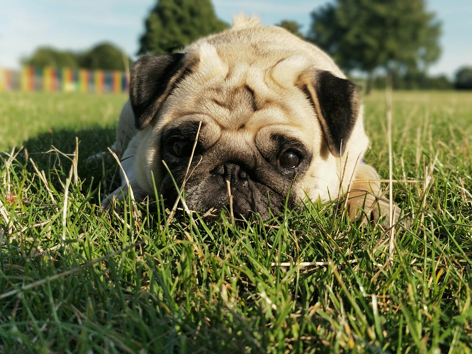 Pug Pugs Dog Free Photo On Pixabay Pug Pugs Dog Free Photo On Pixabay