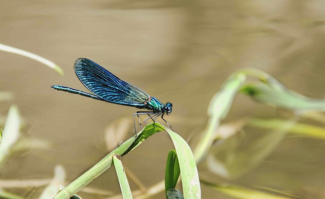 Free Animals Insects photo and picture