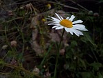 daisy, popovic, flower