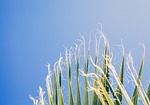 nature, harvest, crops