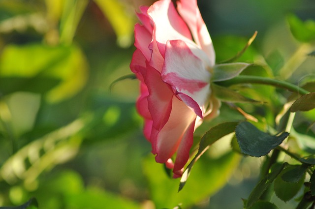 Free Summer Nature photo and picture