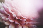 flowers, nature, blossoms