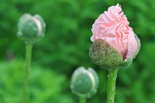 Free Growth Garden photo and picture