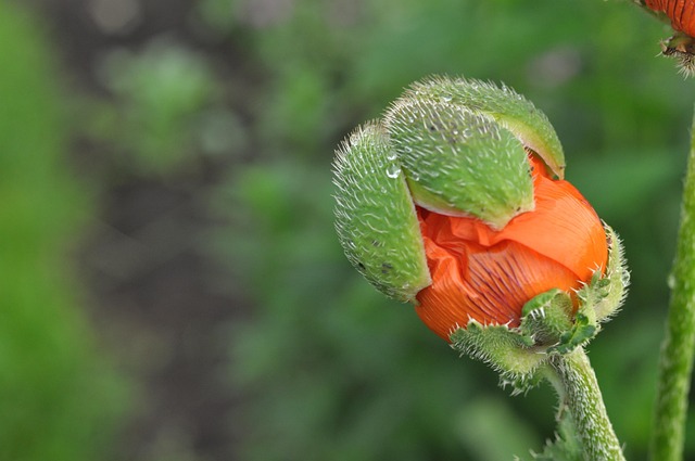 Free Strength Growth photo and picture