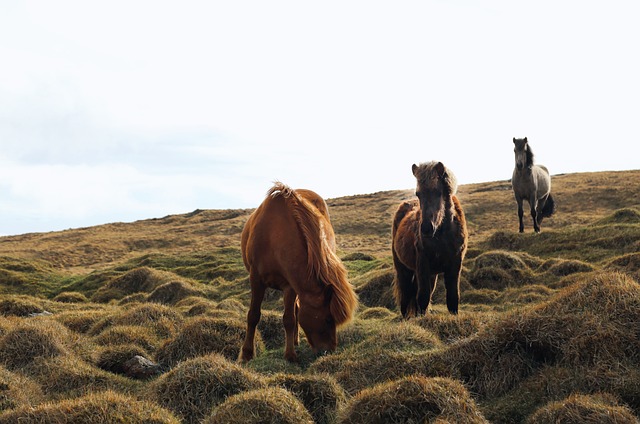 Free Animals Horses photo and picture