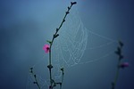 nature, flowers, branches