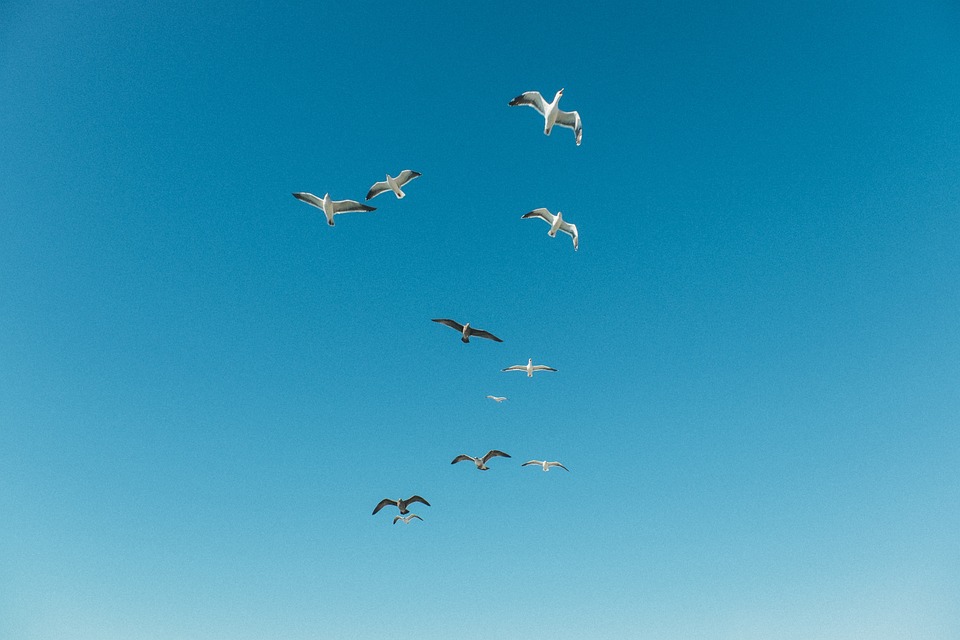 Animales Aves Gaviotas - Foto gratis en Pixabay - Pixabay