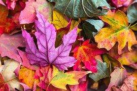 Maple Leaf Autumn Red - Free photo on Pixabay