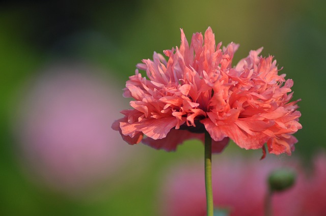 Free Pink Flower photo and picture